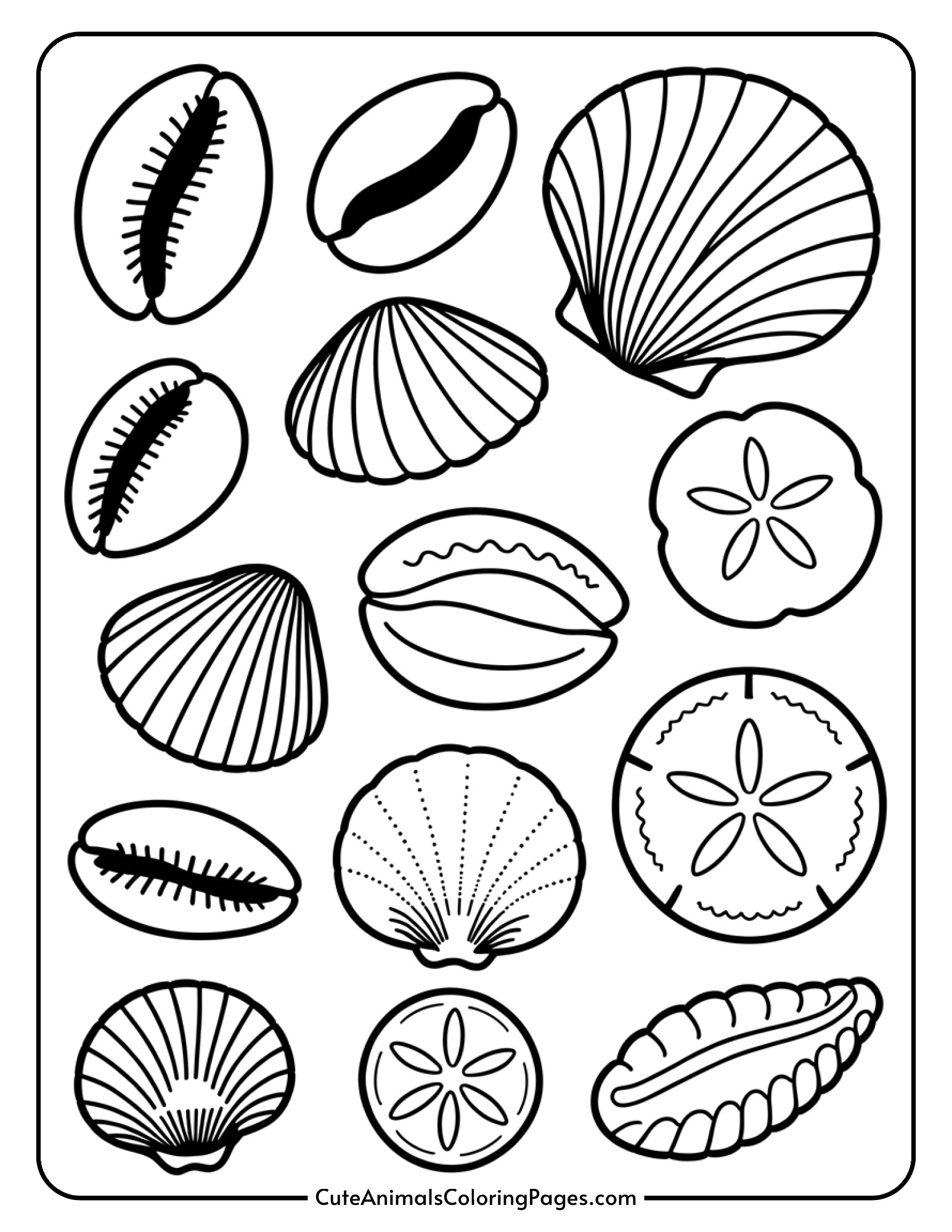 A realistic collection of various seashell types with detailed textures and patterns.