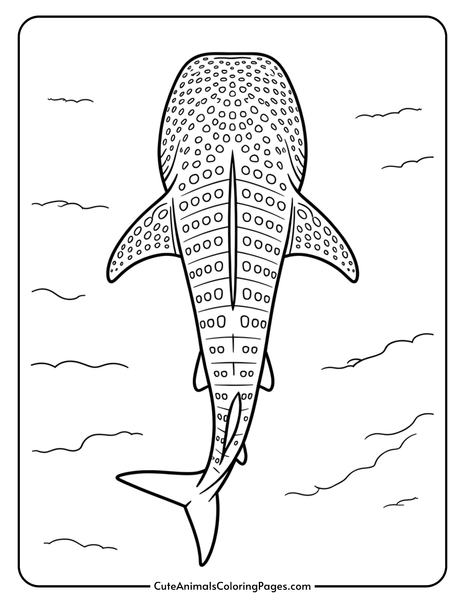 A whale shark viewed from above displaying its wide, flat body shape and distinctive tail.